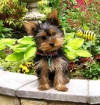 Get yorkshire yorkshire terrier information and facts