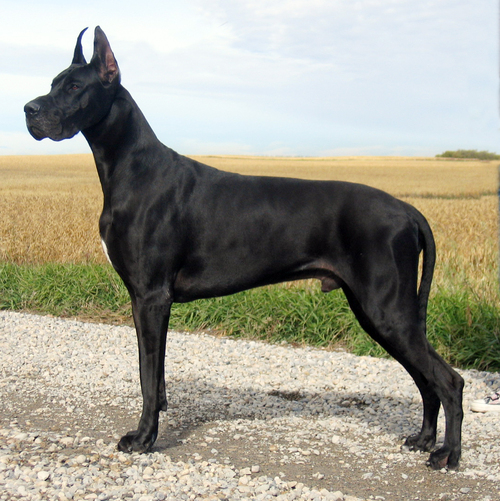 What are the different types of Great Danes?