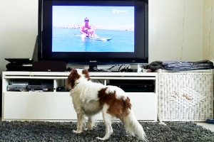 a dog tv