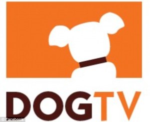 dog-tv