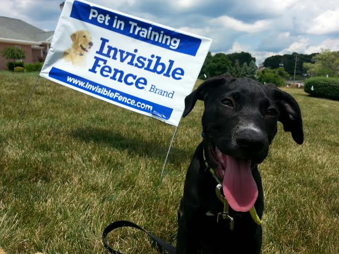 Invisible Fence Brand Saving Pets with Project Breathe One Oxygen Mask at a  Time – Barking Beast